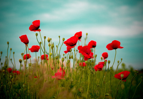 небо, природа, поле, цветы, красный, Маки