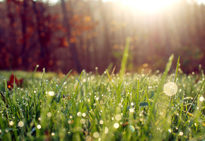 роса, Макро, трава, солнце, утро, свет