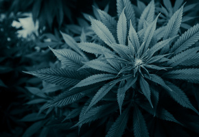 листы, Марихуана, трава