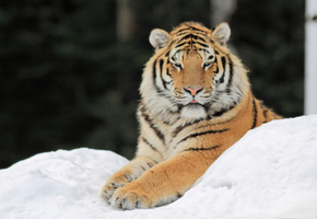 снег, Тигр, лапы