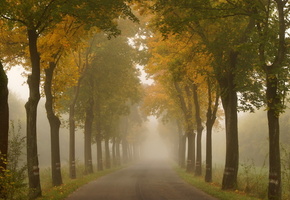 лето, деревья, Дорога