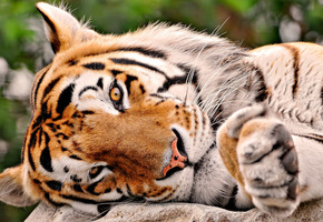 тигр, морда, лапа, голова, грязный нос, Семейство кошачьих, хищник, лежит, полоски