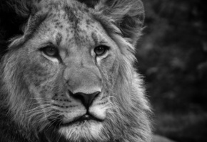 Лев, кошка, черно белый