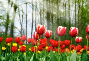 красота, тюльпаны, Spring tulips, весна, красные, жёлтые
