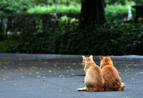 деревья, асфальт, листья, Рыжики
