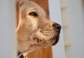 взгляд в даль, Макро, нос, пес, профиль