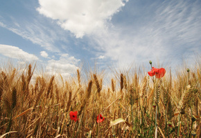 Поле, цветы, облака, колосья, лето, небо, маки