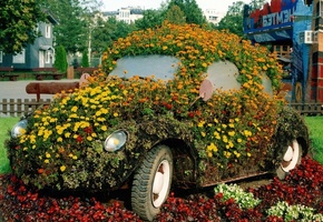 клумба, цветы, сад, задумка, Жук