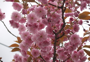 розовые, Сакура, лепестки, небо, весна, цветы, макро, ветви, нежность, дерево