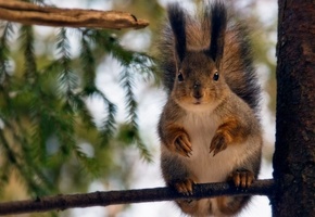 Белка, лес, дерево