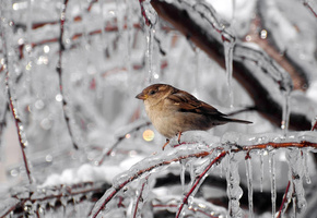 Зима, мороз, ветки, лёд, сосульки, воробей