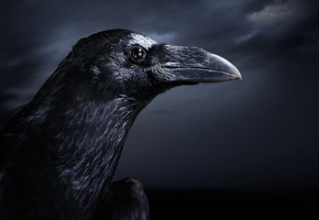 ворон, птица, Ночь