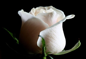 Роза, фон, белая