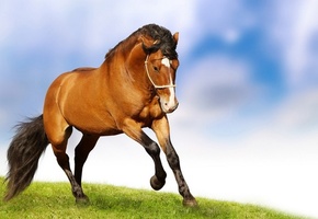 Лошадь, грива, трава, хвост, галоп