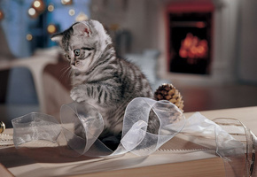 шишка, бант, Котенок