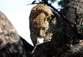 взгляд, Леопард, охота