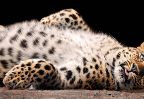 Леопард, брюшко, пушистик
