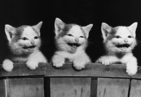 доска, Котята, кошки