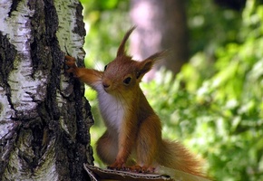 Белка, дерево, любопытство