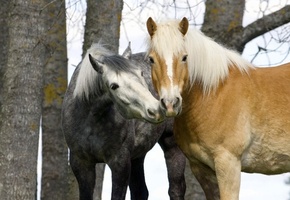 Осень, пара, нежность, лошадь