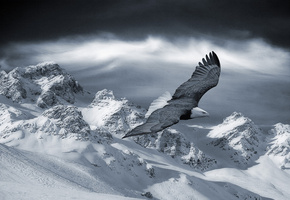 снег, полет, зима, горы, Орел