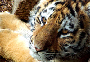 глаза, морда, полоски, тигрёнок, семейство кошачьих, Хищник, усы, тигр, окрас, голова