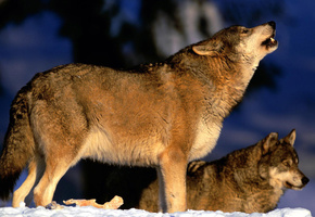 вой, Волки, стая