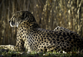 спиной, Гепард, смотрит