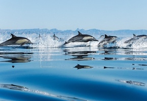 капли, Стая, брызги, прыжки, скорость, дельфины, море