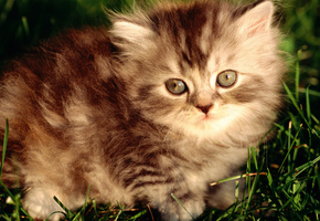 пушистый, полосатый, Серый котенок