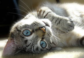 кошка, кот, лежит, шерсть, усы, полоски, глаза, морда, окраска, Животное, лапа, нос