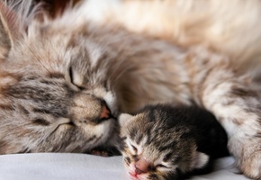 Котенок, кошка, сон, животное