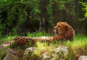 зелень, лежит, гепард, трава, ветки, Природа, камни