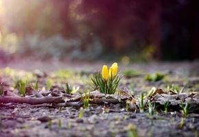 цветы, трава, земля, Природа, ветки, листва, листья