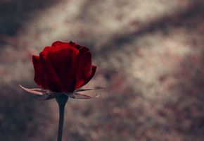 стебель, бутон, flowers, цветок, Цветы, лепестки, роза