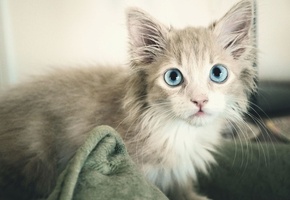 серый, Кошка, голубой