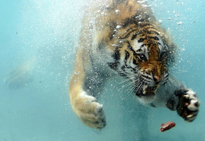 тигр, ситуация, плывет, Tiger, вода, мясо