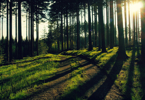 лучи света, лес, вечер, солнце, Лесная природа, деревья