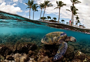 пальмы, море, Черепаха