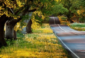 Природа, вечер, растения, деревья, зелень, лето, солнце