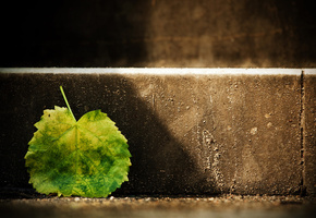 Лист, листик, ступенька, свет