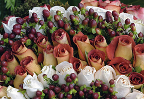 Праздник, белые, розы