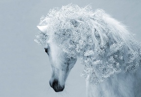 белая, лошадь, цветы, грива, Фон