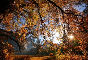 осень, Природа, дерево, листья, солнце, ветки