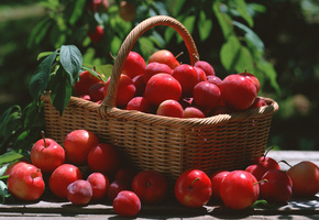 листья, красная, Алыча, корзина