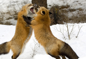 пасть, лес, шерсть, зубы, , Зима, лиса, хвост, пара, игра