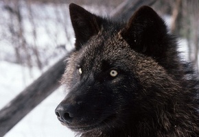 лес, Волк, зима