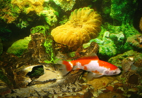 аквариум, вода, рыбки, дно, рыбка, Рыба