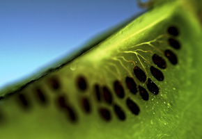 фрукт, Киви, actinidia chinensis