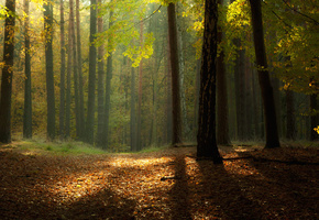 листва, лес, осень, Природа